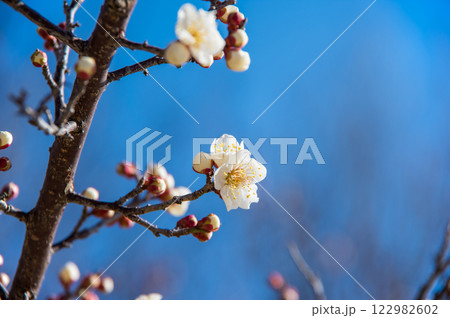 梅の花《咲き始めた白梅》 122982602