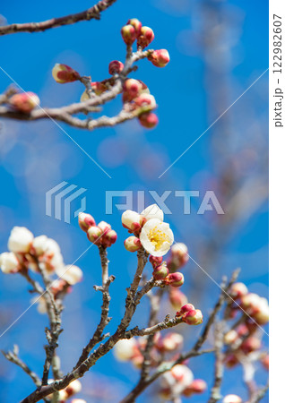 梅の花《咲き始めた白梅》 梅の花《咲き始めた白梅》 122982607