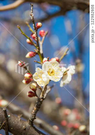 梅の花《咲き始めた白梅》 梅の花《咲き始めた白梅》 122982608