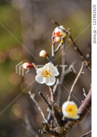 梅の花《咲き始めた白梅》 梅の花《咲き始めた白梅》 122982620