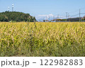 収穫間近の稲穂と秋の青空 122982883