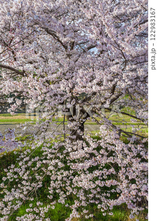 満開の桜【四日市市・鹿化川千本桜】 122983167