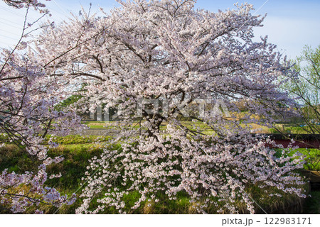満開の桜【四日市市・鹿化川千本桜】 122983171