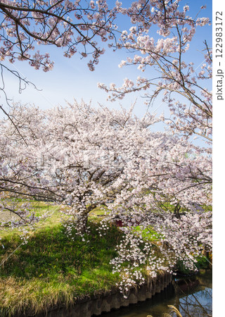 満開の桜【四日市市・鹿化川千本桜】 122983172