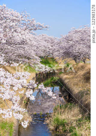 満開の桜【四日市市・鹿化川千本桜】 122983178