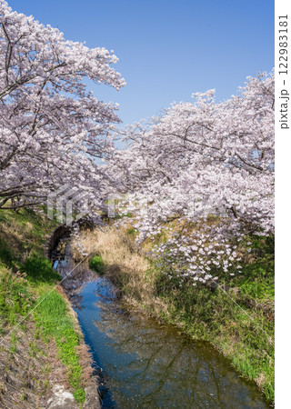満開の桜【四日市市・鹿化川千本桜】 122983181