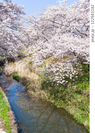 満開の桜【四日市市・鹿化川千本桜】 122983182