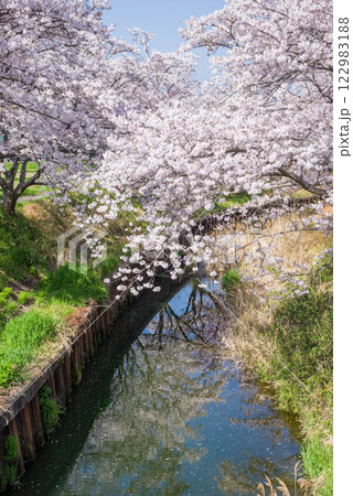 満開の桜【四日市市・鹿化川千本桜】 122983188