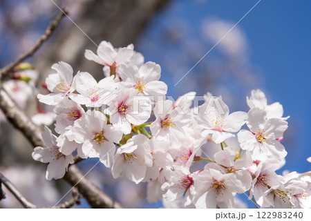 青空に映える満開の桜 青空に映える満開の桜 122983240
