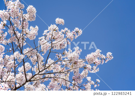 青空に映える満開の桜 青空に映える満開の桜 122983241