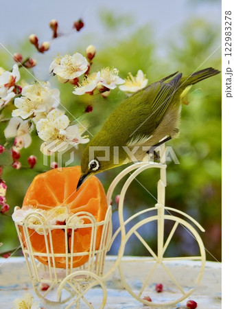 梅の花に囲まれて、ちょっと気取った感じにも見えるメジロ 122983278