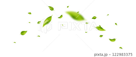 Leaf falling frame. Green flying leaves banner. Wave foliage ornament. Beauty design. Vegan, eco, organic product. Cosmetic pattern border. Fresh tea background. Vector illustration 122983375