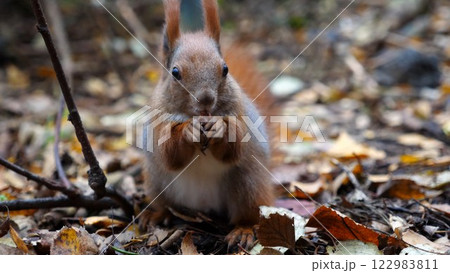 Wild fluffy squirrel gnawing nuts at forest. Cute brown rodent eating found walnuts at autumn park. Portrait to small sciurus chewing food outdoor. Concept of wildlife 122983811