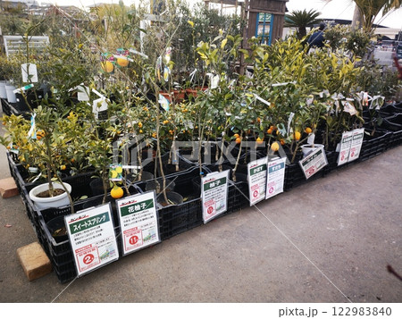 ホームセンターのカンキツ苗木コーナー 122983840