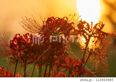 滋賀県高島市桂浜園地のヒガンバナを撮影 122983984