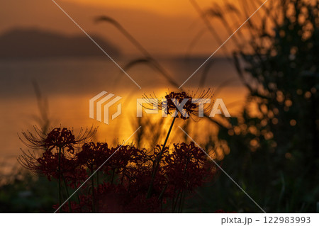 滋賀県高島市桂浜園地のヒガンバナを撮影 滋賀県高島市桂浜園地のヒガンバナを撮影 122983993