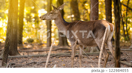 A beautiful young deer walks in the autumn forest on a sunny day. A beautiful young deer walks in the autumn forest on a sunny day. 122984055