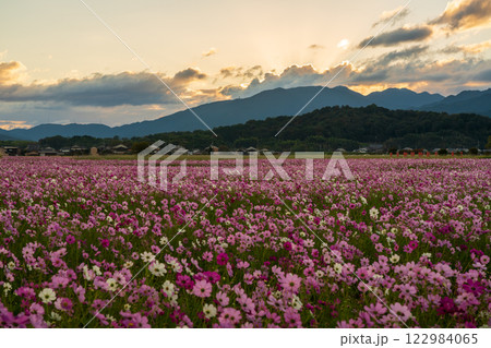 奈良県橿原市の秋本番を迎えた藤原京旧跡で撮影したコスモス 奈良県橿原市の秋本番を迎えた藤原京旧跡で撮影したコスモス 122984065