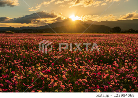 奈良県橿原市の秋本番を迎えた藤原京旧跡で撮影したコスモス 122984069