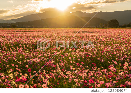 奈良県橿原市の秋本番を迎えた藤原京旧跡で撮影したコスモス 奈良県橿原市の秋本番を迎えた藤原京旧跡で撮影したコスモス 122984074