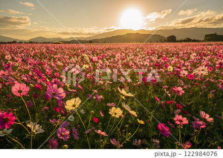 奈良県橿原市の秋本番を迎えた藤原京旧跡で撮影したコスモス 奈良県橿原市の秋本番を迎えた藤原京旧跡で撮影したコスモス 122984076