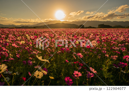 奈良県橿原市の秋本番を迎えた藤原京旧跡で撮影したコスモス 奈良県橿原市の秋本番を迎えた藤原京旧跡で撮影したコスモス 122984077
