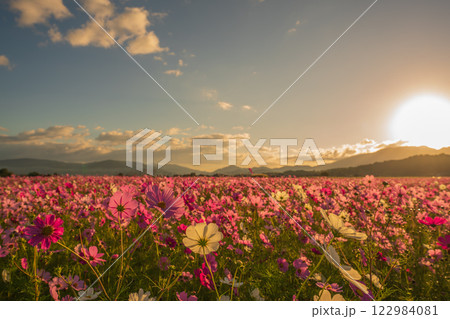 奈良県橿原市の秋本番を迎えた藤原京旧跡で撮影したコスモス 122984081