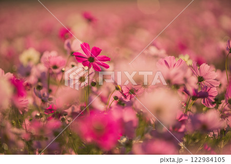 奈良県橿原市の秋本番を迎えた藤原京旧跡で撮影したコスモス 122984105