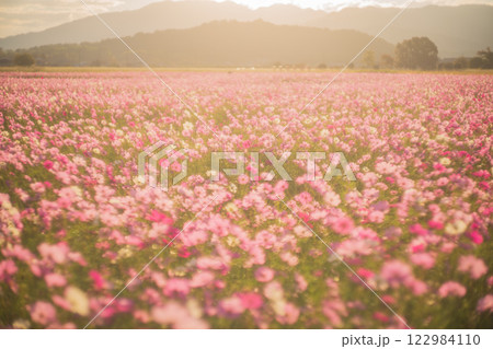 奈良県橿原市の秋本番を迎えた藤原京旧跡で撮影したコスモス 122984110