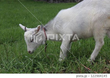 国立公園九重やまなみ牧場、やまなみ牧場、大分県 122984145