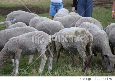 国立公園九重やまなみ牧場、やまなみ牧場、大分県 122984170