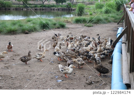 国立公園九重やまなみ牧場、やまなみ牧場、大分県 国立公園九重やまなみ牧場、やまなみ牧場、大分県 122984174