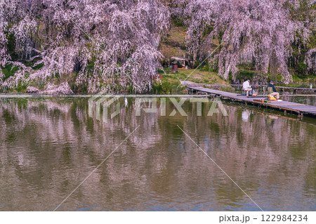 京都府八幡市の長閑に釣り糸を垂れる釣り堀の桜を撮影 京都府八幡市の長閑に釣り糸を垂れる釣り堀の桜を撮影 122984234