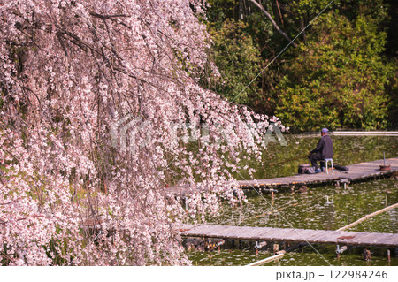 京都府八幡市の長閑に釣り糸を垂れる釣り堀の桜を撮影 京都府八幡市の長閑に釣り糸を垂れる釣り堀の桜を撮影 122984246