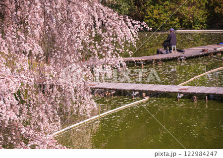 京都府八幡市の長閑に釣り糸を垂れる釣り堀の桜を撮影 京都府八幡市の長閑に釣り糸を垂れる釣り堀の桜を撮影 122984247
