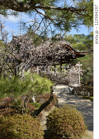 平安神宮東神苑　橋殿と白梅(京都市左京区) 122984287
