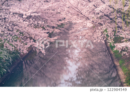 水辺を彩る歴史と風情の京都市伏見区中書島の十石舟が行きかう桜並木を撮影 水辺を彩る歴史と風情の京都市伏見区中書島の十石舟が行きかう桜並木を撮影 122984549