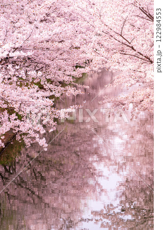 水辺を彩る歴史と風情の京都市伏見区中書島の十石舟が行きかう桜並木を撮影 水辺を彩る歴史と風情の京都市伏見区中書島の十石舟が行きかう桜並木を撮影 122984553