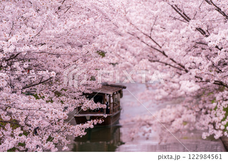 水辺を彩る歴史と風情の京都市伏見区中書島の十石舟が行きかう桜並木を撮影 122984561