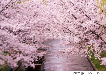 水辺を彩る歴史と風情の京都市伏見区中書島の十石舟が行きかう桜並木を撮影 水辺を彩る歴史と風情の京都市伏見区中書島の十石舟が行きかう桜並木を撮影 122984562