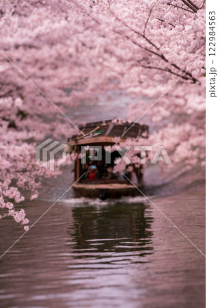 水辺を彩る歴史と風情の京都市伏見区中書島の十石舟が行きかう桜並木を撮影 水辺を彩る歴史と風情の京都市伏見区中書島の十石舟が行きかう桜並木を撮影 122984563
