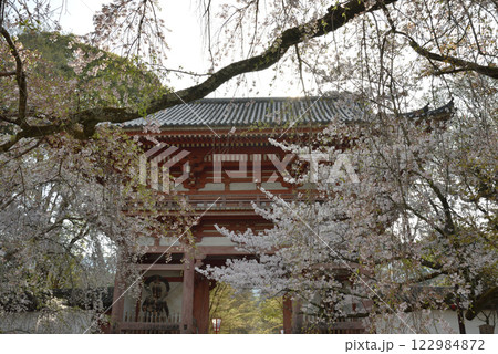 総本山醍醐寺　仁王門と桜(京都市伏見区) 122984872