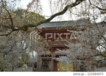 総本山醍醐寺 仁王門と桜(京都市伏見区) 総本山醍醐寺 仁王門と桜(京都市伏見区) 122984873
