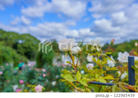 青空バックに見上げる淡いピンクの晩秋のバラ 122985439