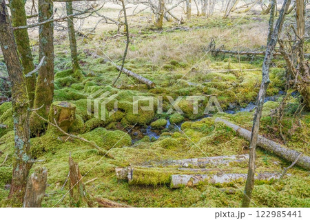 大阿原湿原で見た晩秋の苔むした森の情景 122985441