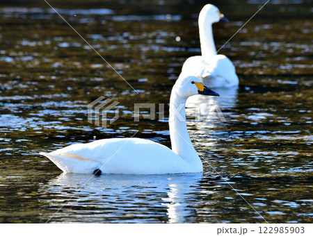 越冬するコハクチョウ 荒川本流 越冬するコハクチョウ 荒川本流 122985903