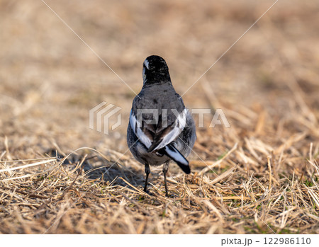 ハクセキレイの後ろ姿 122986110