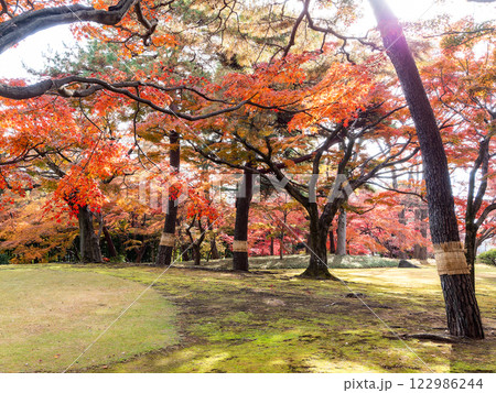 秋晴れに映える鮮やかに色づいた紅葉 122986244
