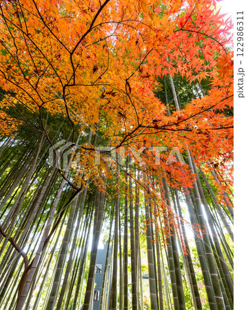 日本の美しい秋の景色　青々した竹林と鮮やかな紅葉 122986311