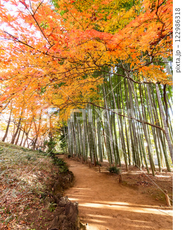日本の美しい秋の景色 青々した竹林と鮮やかな紅葉 日本の美しい秋の景色 青々した竹林と鮮やかな紅葉 122986318